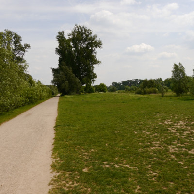 Die Rheinauen